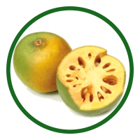 Aegle Marmelos (Indian Bael)