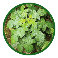 Blumea Lacera (Grand Blumea)