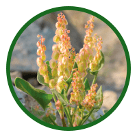Rumex Vesicarius (Bladder Dock)
