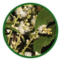 Symplocos Racemosa (Lodh Tree)