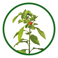 Withania Somnifera (Ashwagandha)