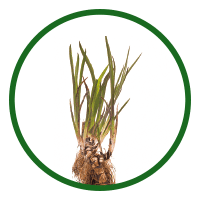 Acorus Calamus (Sweet Flag)