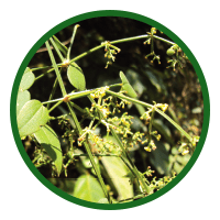 Rubia Cordifolia (Manjistha)